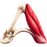 LearnAnatomy3D logo
