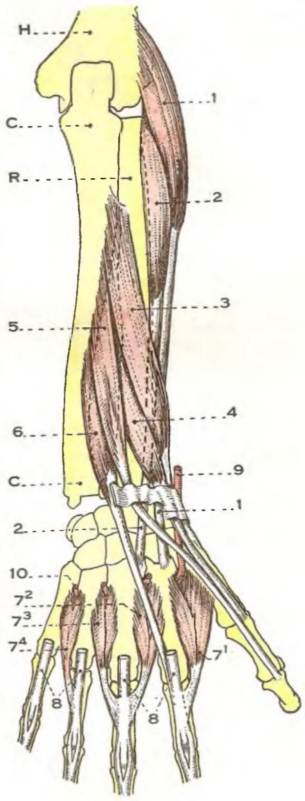 Drawing depicting several deep muscles of forearm and hand.