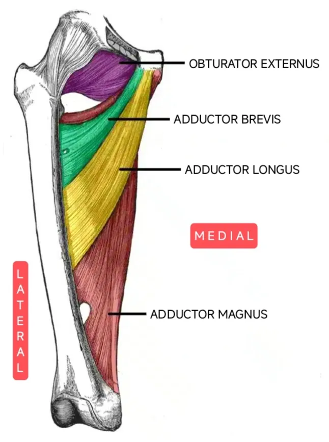 Anatomical cartoon depicting the deep muscles of the medial femoral region (right lower limb).