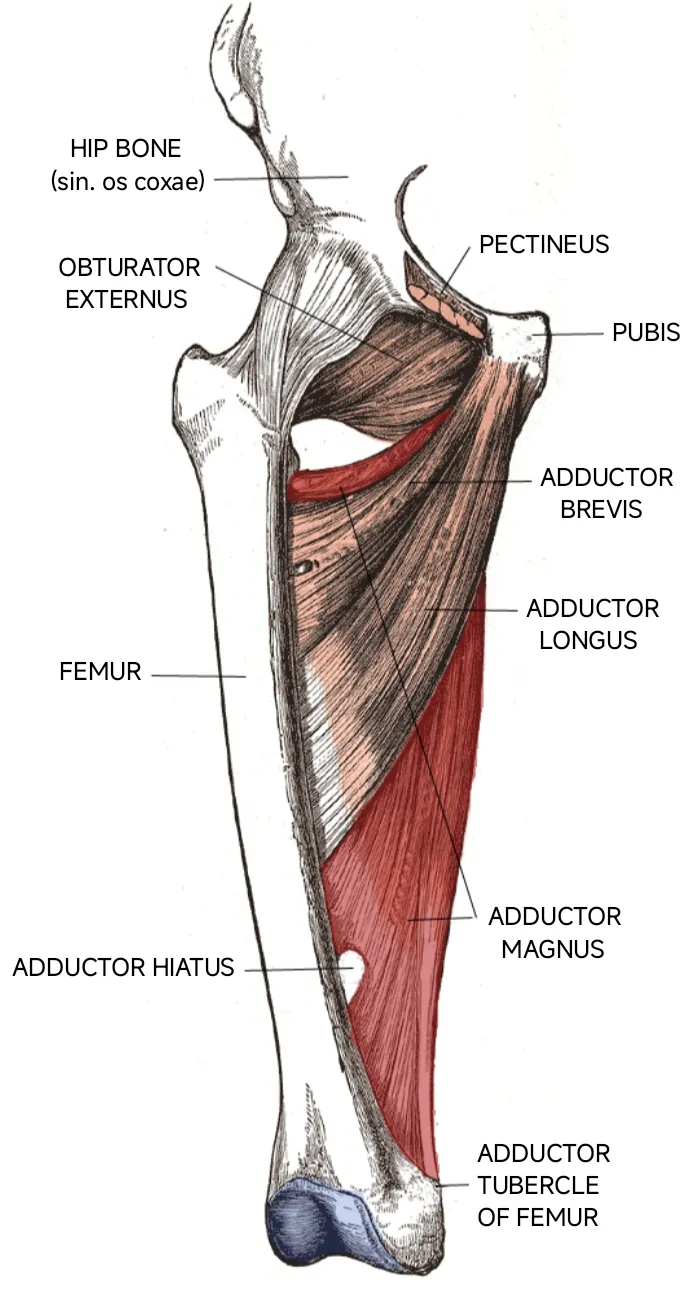 Anatomical cartoon depicting the deep muscles of the medial femoral region; right side anterior view.