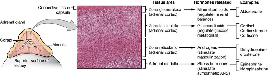 "Both adrenal glands sit atop the kidneys and are composed of an outer cortex and an inner medulla, all surrounded by a connective tissue capsule. The cortex can be subdivided into additional zones, all of which produce