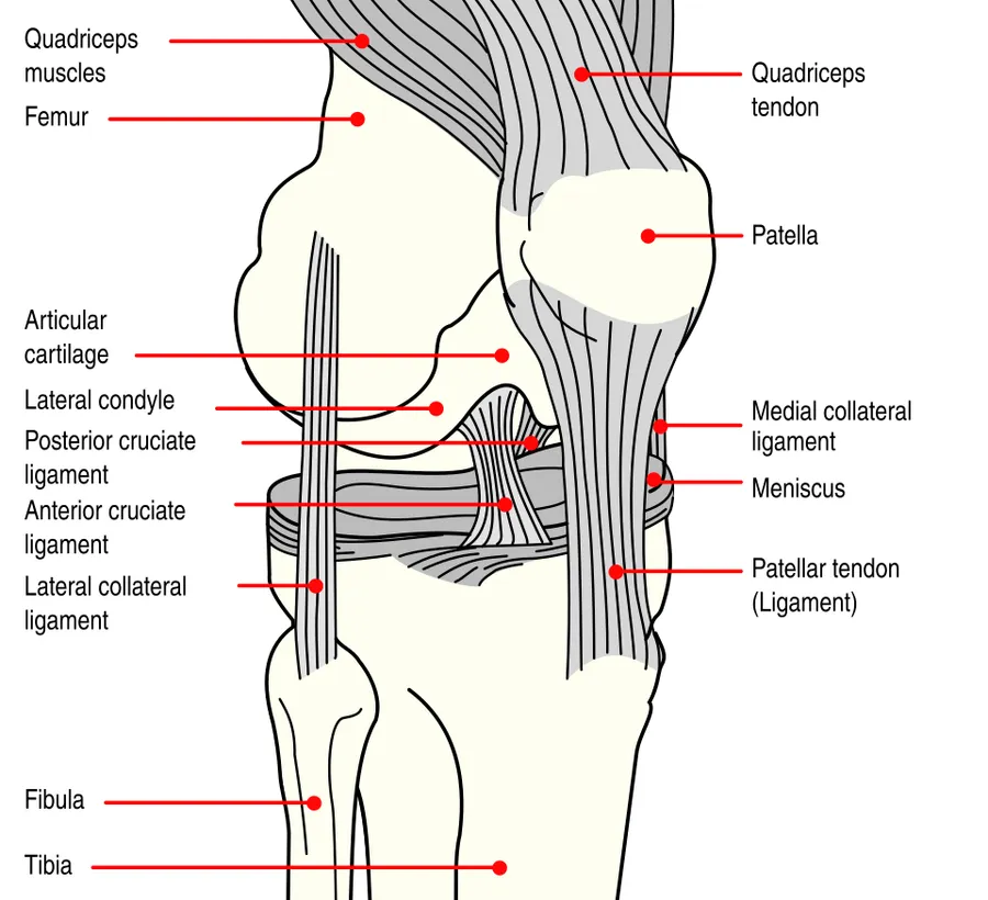 Right knee, seen from an angle between anteriorly and laterally.