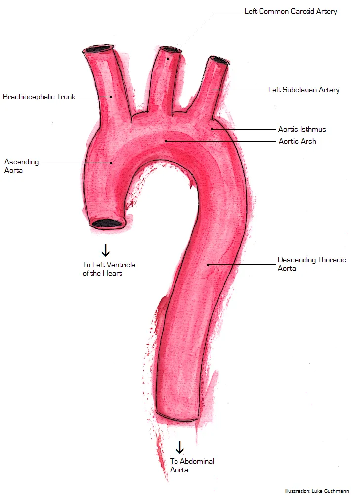 Aorta Anatomy
