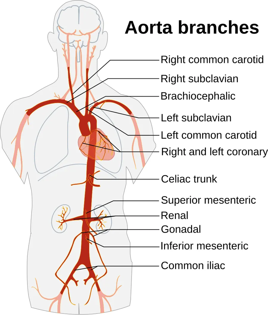 Branches of the aorta
