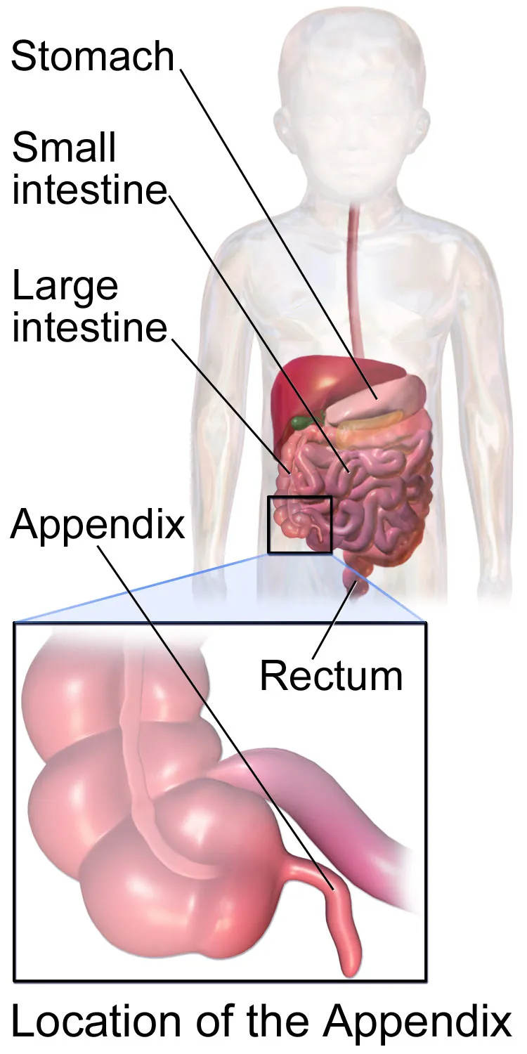 Location of Appendix.