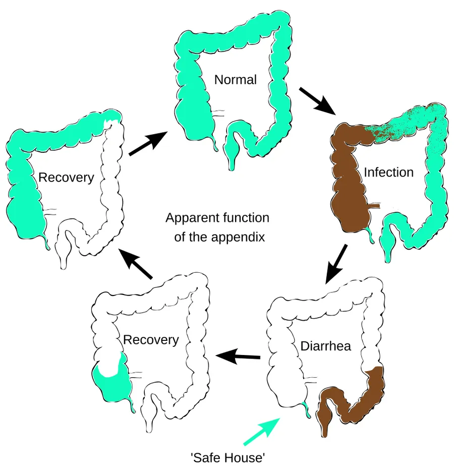 Conversion to SVG format of existing diagram in JPG format. Original author Apparent function of the human vermiform appendix in the recovery from diarrhea. (J. Theoretical Biology. doi:10.1016/j.jtbi.2007.08.032) The co