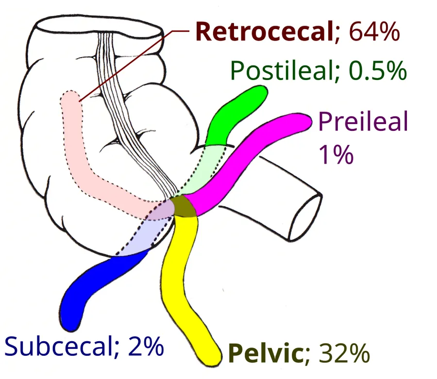 Appendix locations