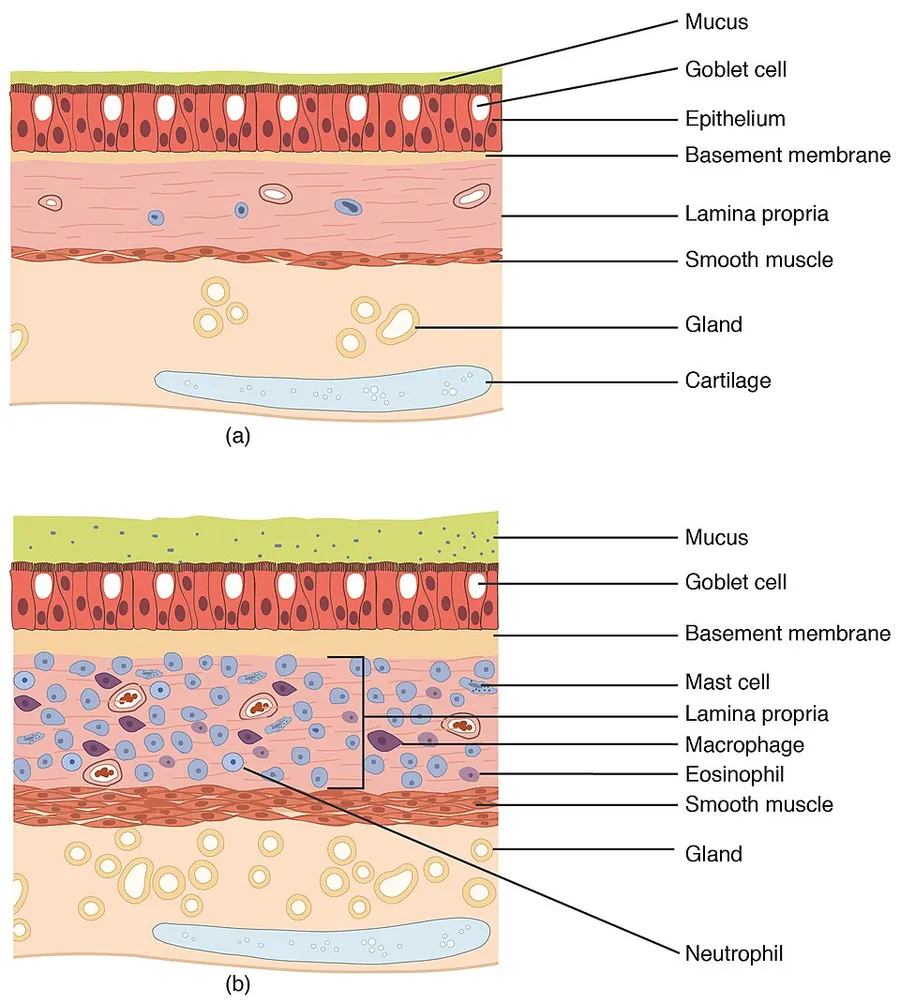 Illustration from Anatomy & Physiology, Connexions Web site. http://cnx.org/content/col11496/1.6/, Jun 19, 2013.