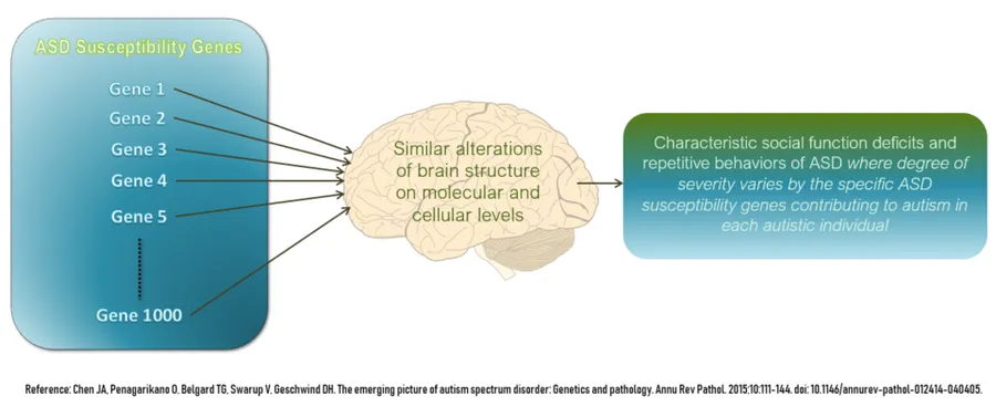 Autism genes have similar downstream effects on brain development; This work 'Autism genes have similar downstream effects on brain development' uses a photo of Diagram of human brain by Hugh Guiney, used under CC BY. "A