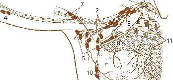 Axillary lymph nodes