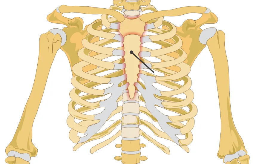 diagram of a human female skeleton without labels, but with arrows