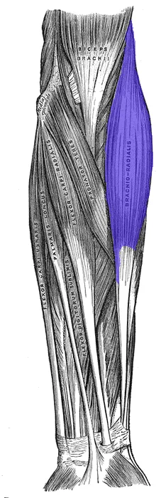 Brachioradialis