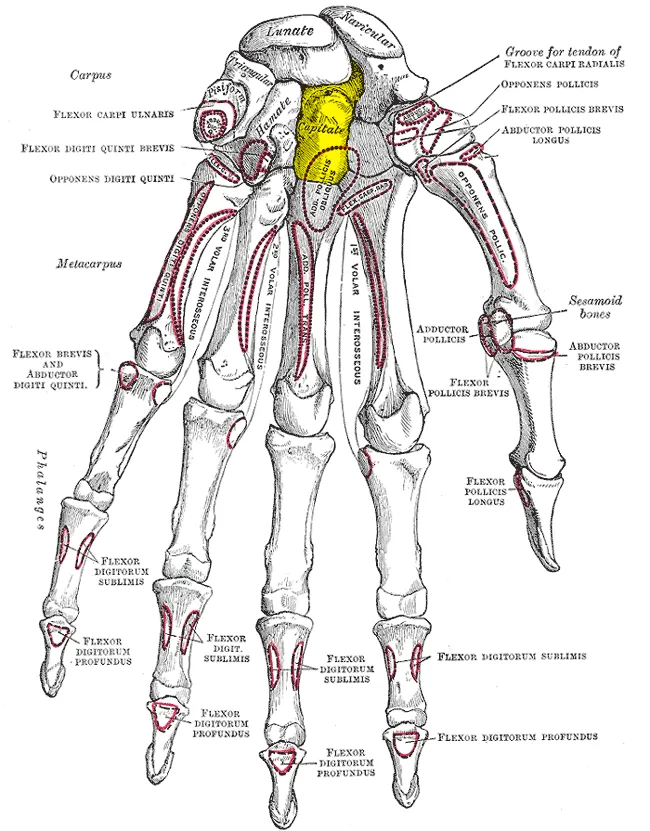 Capitate bone (shown in yellow).
