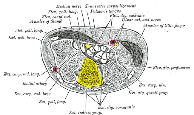 Transverse section across the wrist. Palm on top, thumb on left. Capitate bone shown in yellow.)
