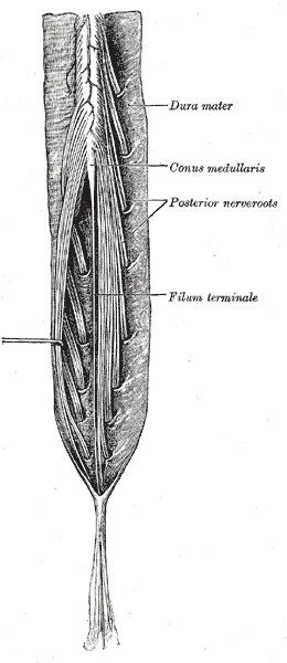Cauda equina and filum terminale seen from behind. The dura mater has been opened and spread out, and the arachnoid mater has been removed.