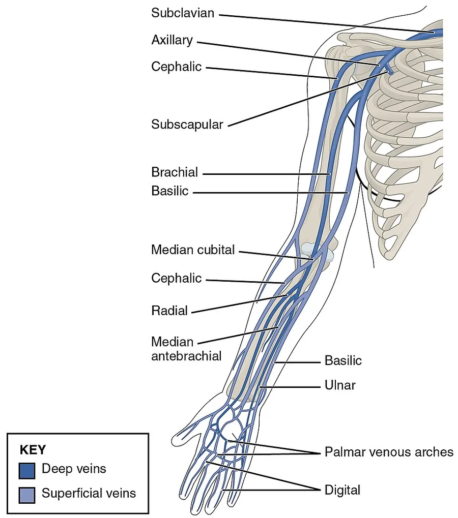 Illustration from Anatomy & Physiology, Connexions Web site. http://cnx.org/content/col11496/1.6/, Jun 19, 2013.