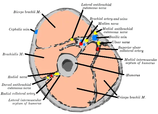 Cephalic vein