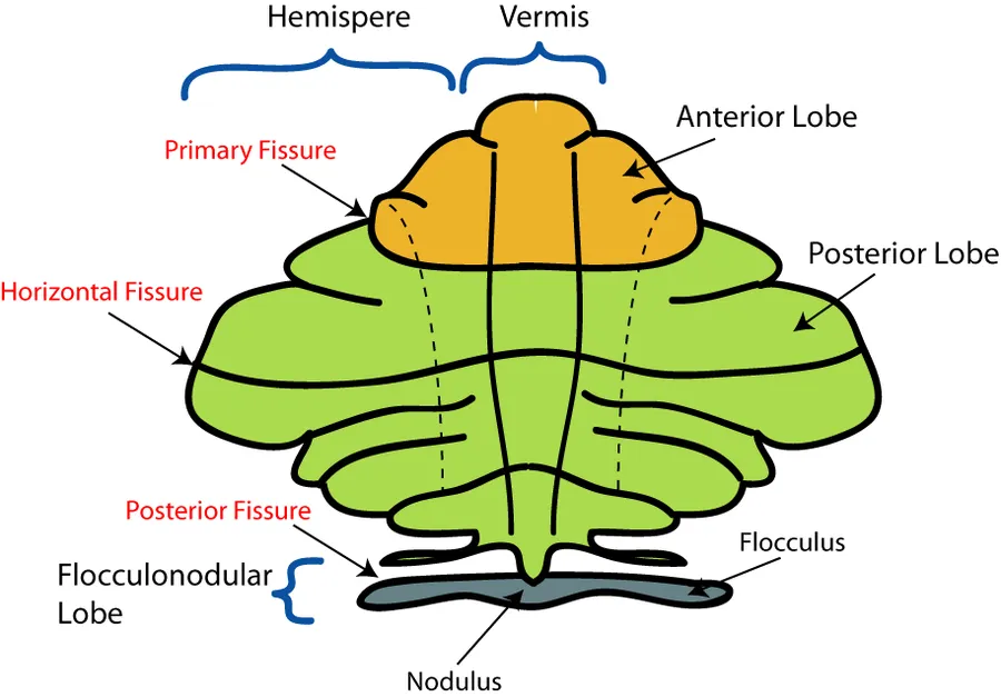 Schematic representation of the major anatomical divisions of the cerebellum. Drawn by me.