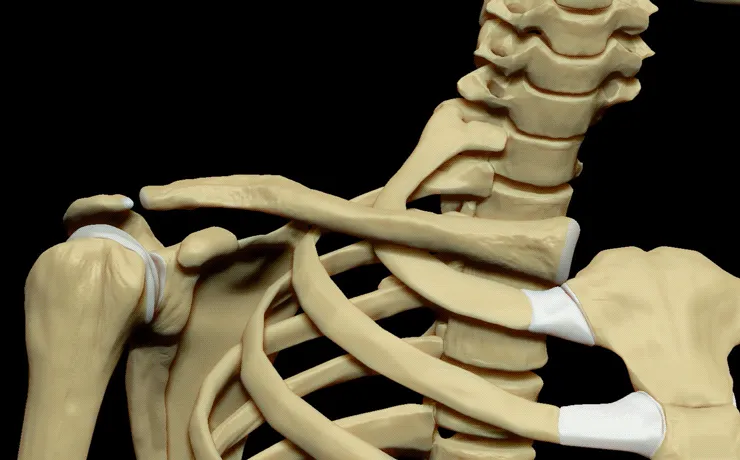 Computer generated imagery showing clavicle in 3d