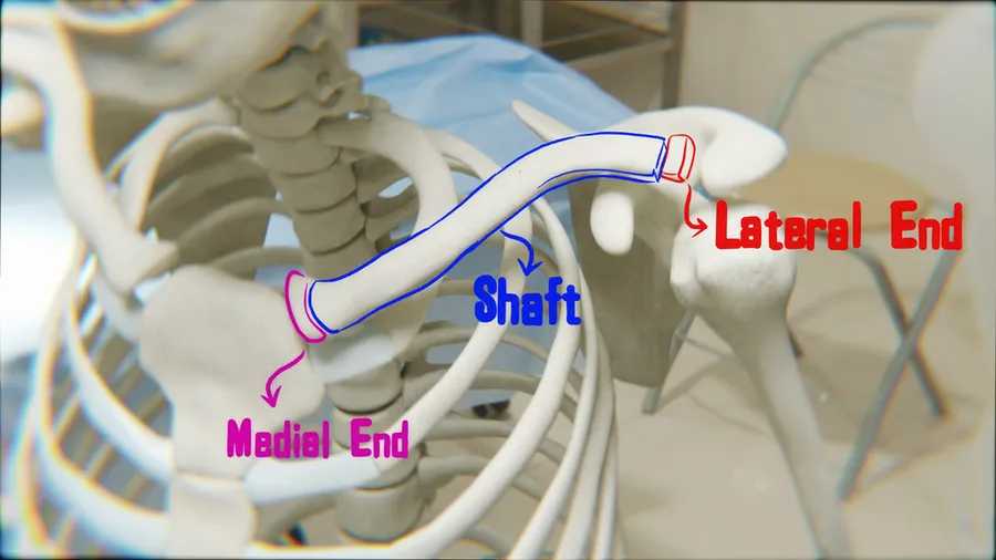 Parts Of Clavicle Labelled