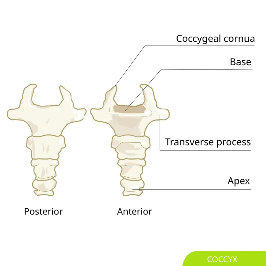 Coccyx bones