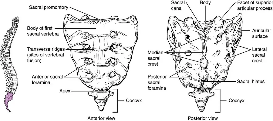 Illustration from Anatomy & Physiology, Connexions Web site. http://cnx.org/content/col11496/1.6/, Jun 19, 2013.