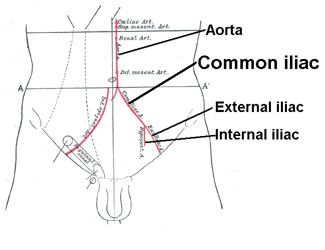Front of abdomen, showing surface markings for arteries and inguinal canal.