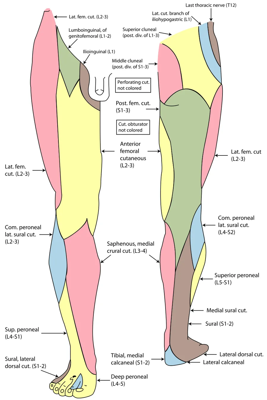 Cutaneous nerves of the right lower extremity. Front and posterior views.