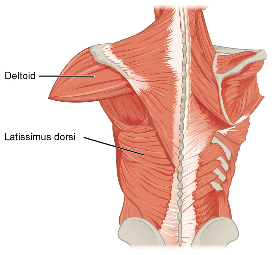 a, c) The muscles that move the humerus anteriorly are generally located on the anterior side of the body and originate from the sternum (e.g., pectoralis major) or the anterior side of the scapula (e.g., subsca