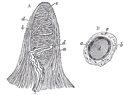 Papilla of the hand, treated with acetic acid. Magnified 350 times. A. Side view of a papilla of the hand. a. Cortical layer. b. Tactile corpuscle. c. Small nerve of the papilla, with neurolemma. d. Its two nervous fiber