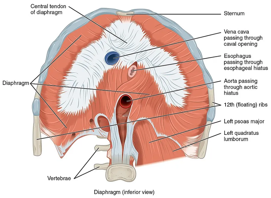 Version 8.25 from the Textbook OpenStax Anatomy and Physiology Published May 18, 2016