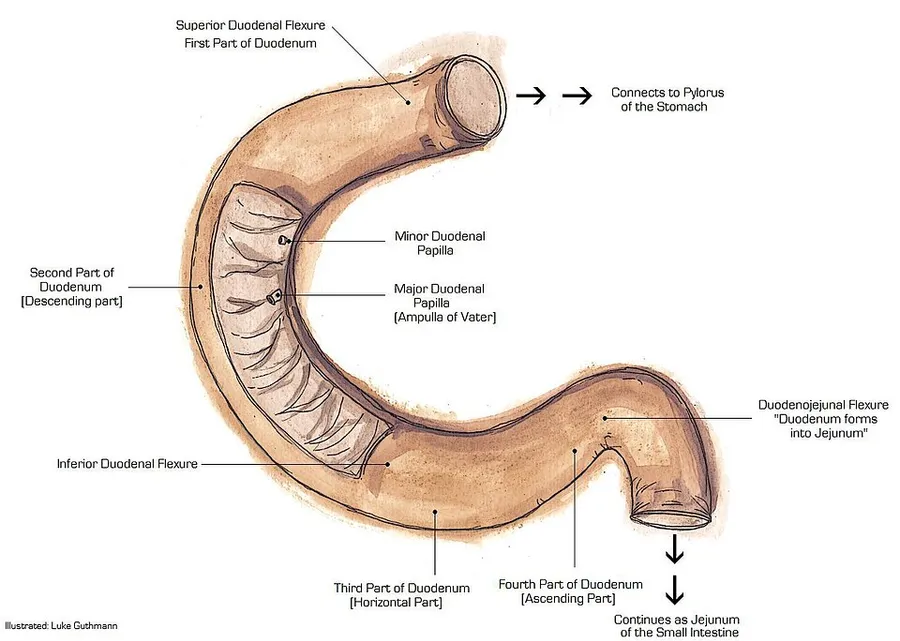 Anatomical illustration using traditional media to display the duodenum.