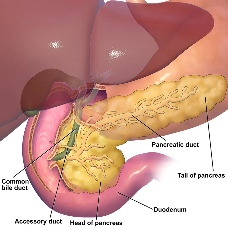 Pancreas Anatomy.