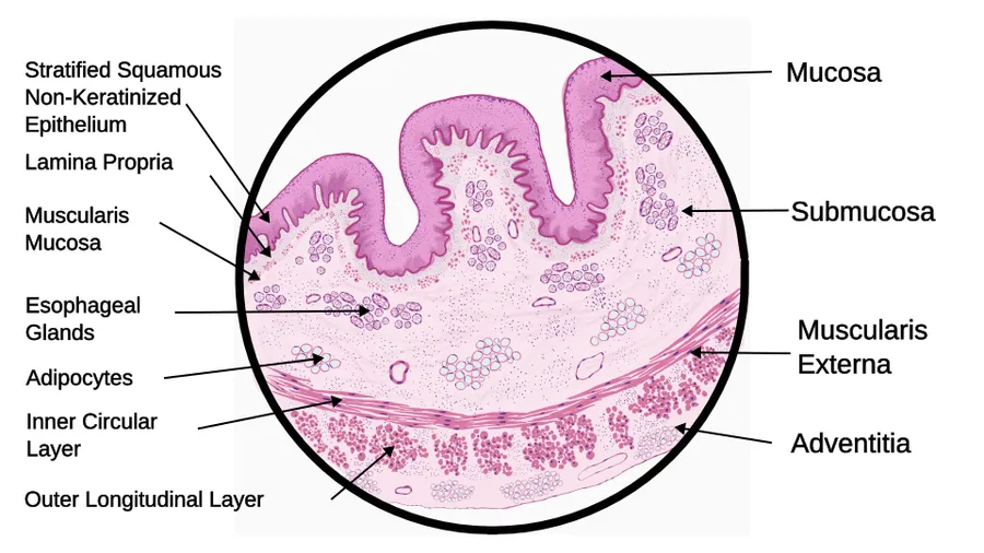 Schematic diagram of histology of Esophagus