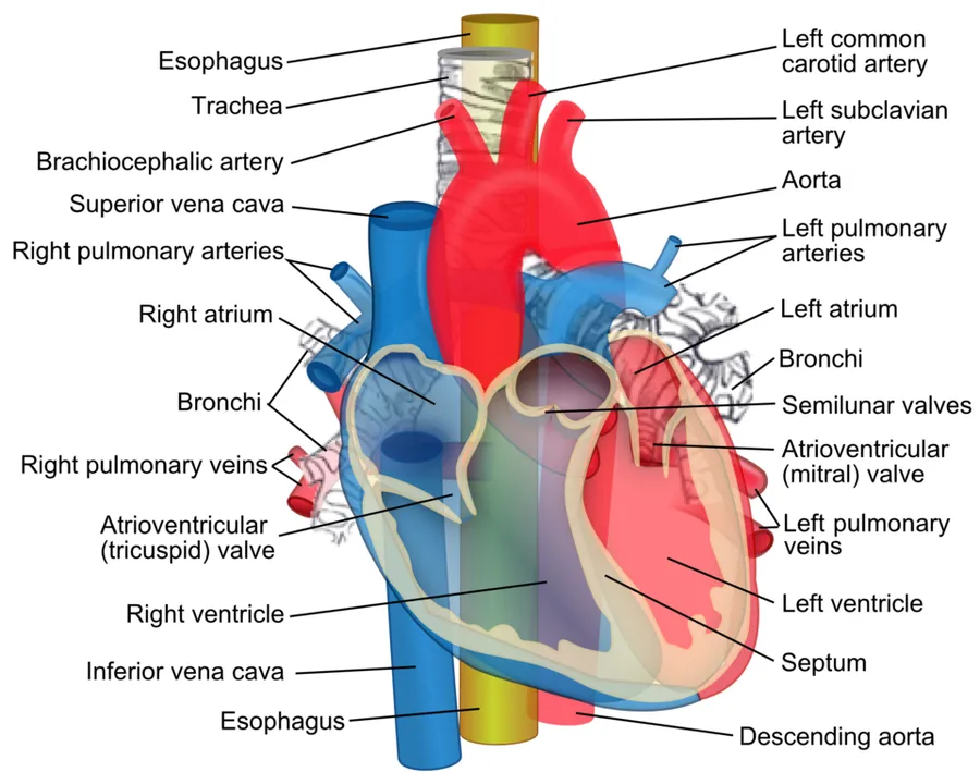 Relations of the aorta, trachea, esophagus and other structures of and around the heart. Anterior view. Structures are appearing as transparent in order to visualize overlapping structures, but are not transparent in rea