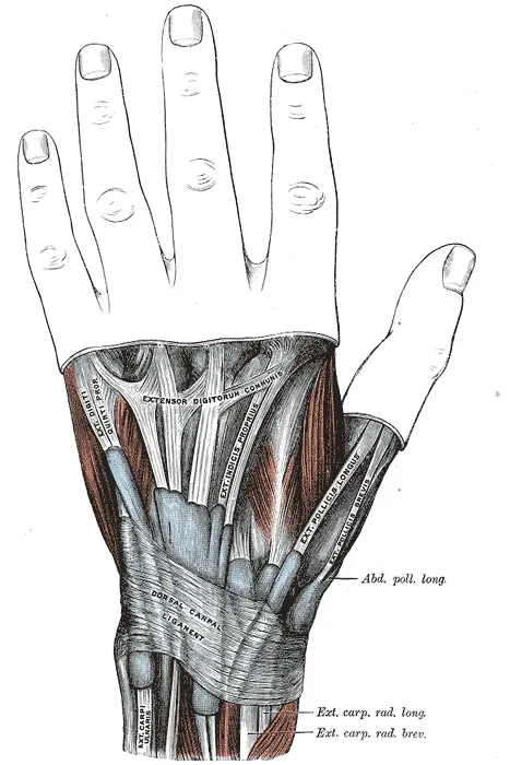 It enables the action of extensor muscles of forearm and hand by holding the tendons and allowing them to move freely.