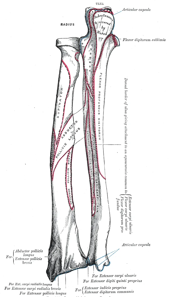 Bones of the left forearm, posterior surface.
