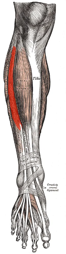 Extensor digitorum longus muscle