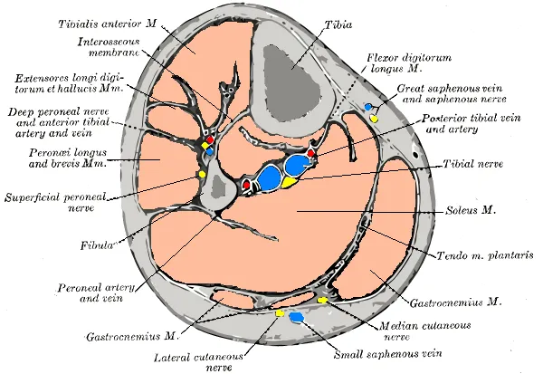 Extensor hallucis longus muscle
