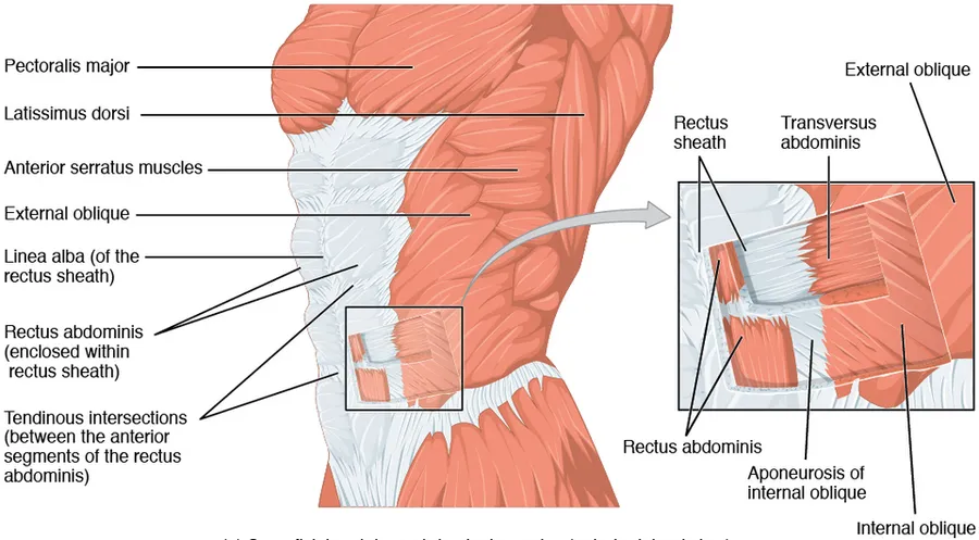 Caption: (a) The anterior abdominal muscles include the medially located rectus abdominis, which is covered by a sheet of connective tissue called the rectus sheath. On the flanks of the body, medial to the rectus abdomi