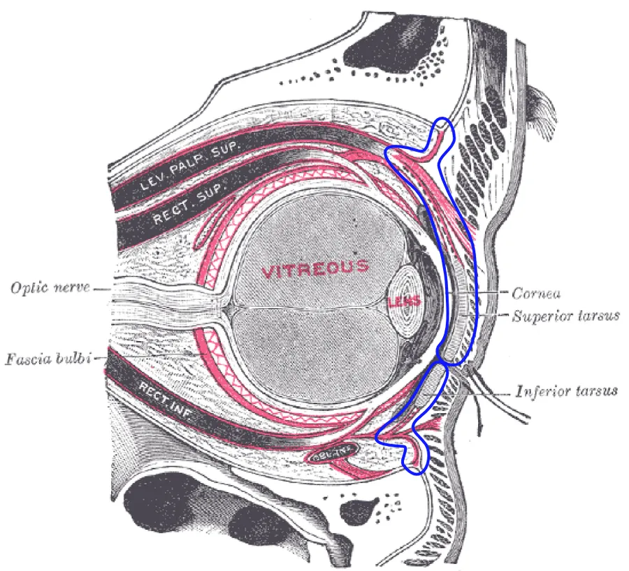 The right eye in sagittal section, with structures of the orbital septum within blue markings.