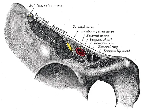 Femoral nerve