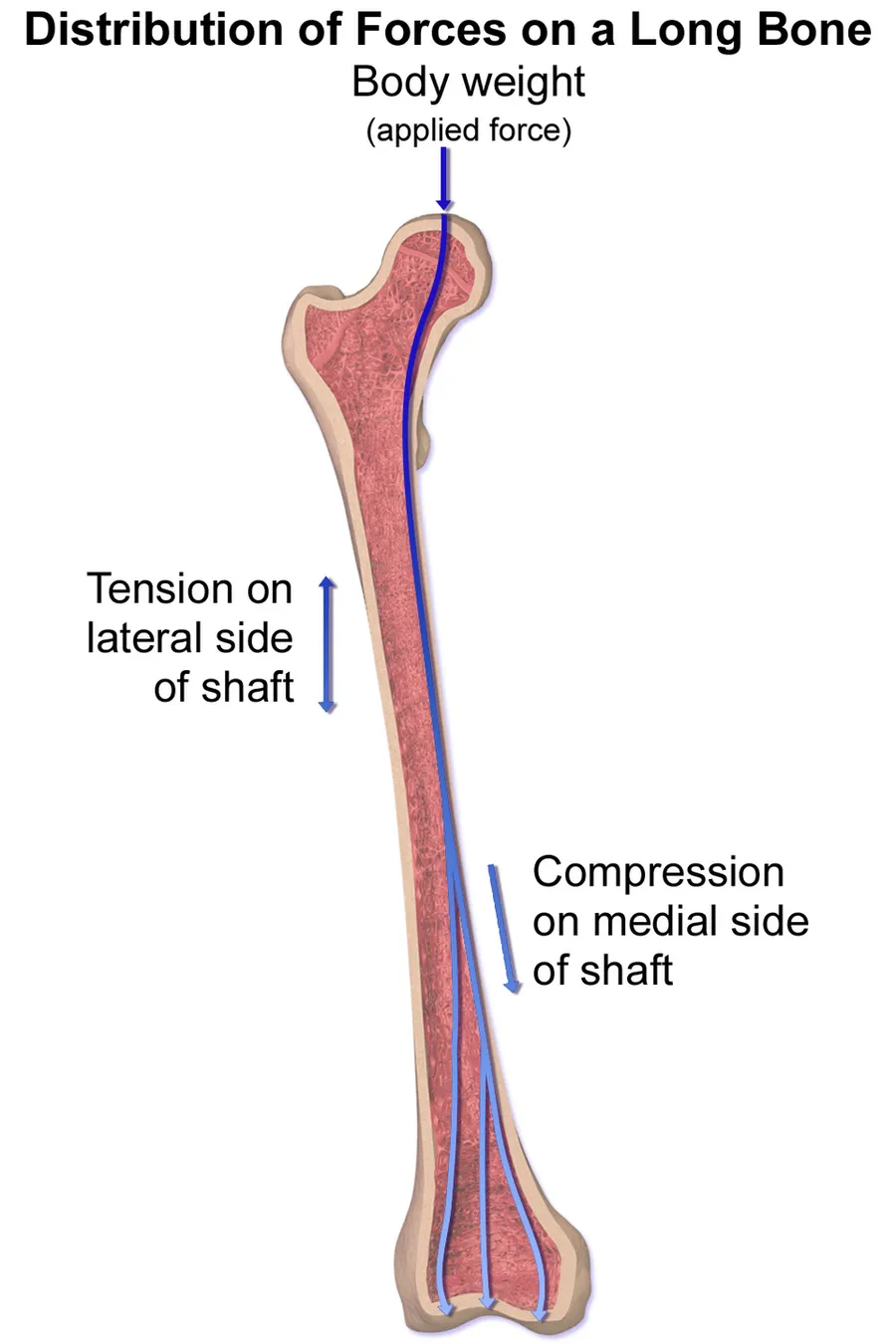 Distribution of Forces on a Long Bone.