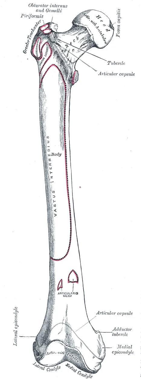 Front of femur