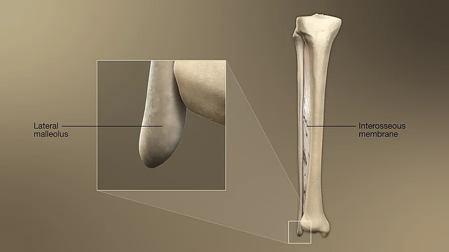 3D Medical illustration of the structure of Fibula bone.