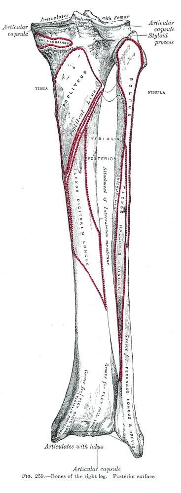 Bones of the right leg, posterior surface.