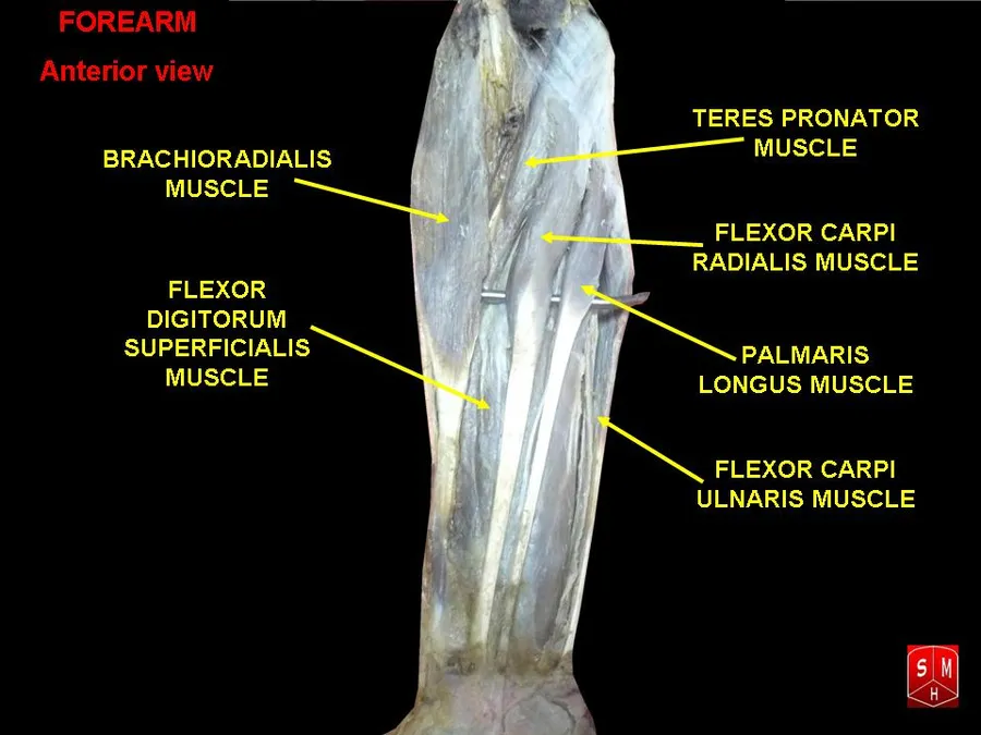 Muscles of forearm
