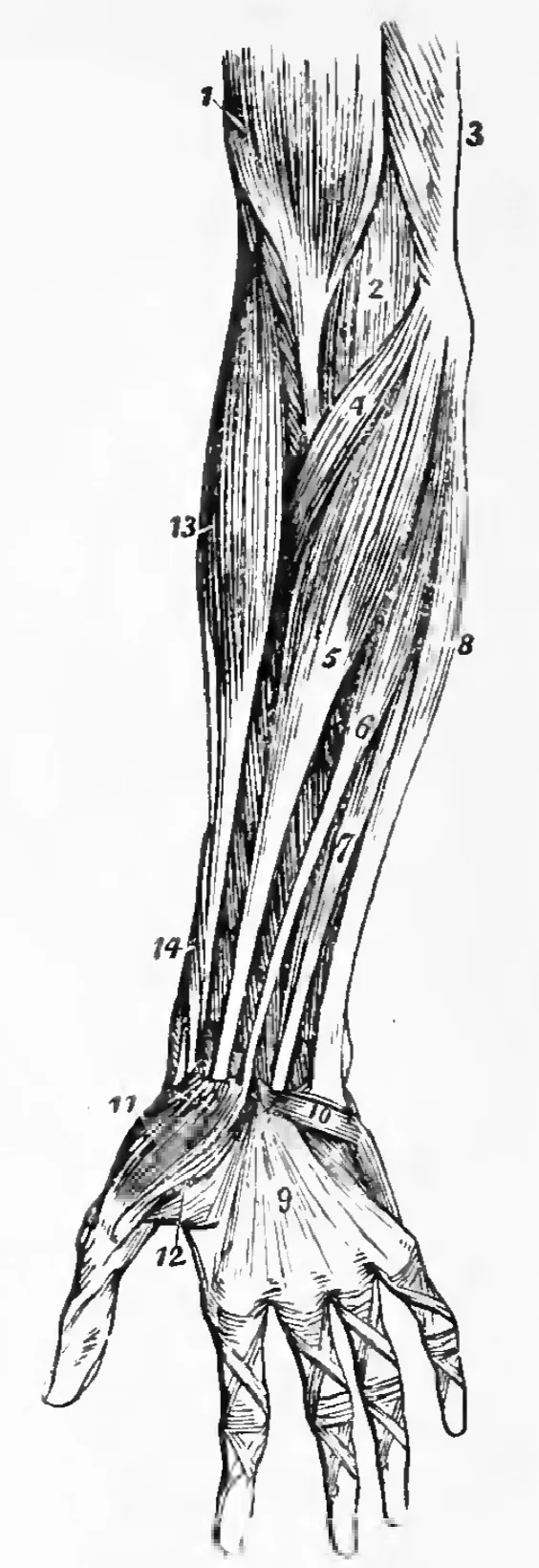 Drawing showing the superficial muscular layer of the right forearm.