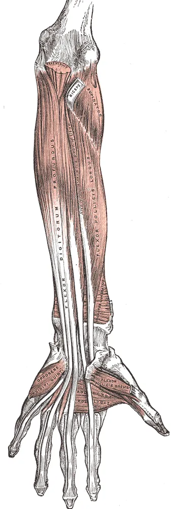 Flexor digitorum profundus muscle