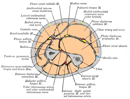 Flexor digitorum profundus muscle